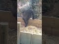 ボールをクッション代わりにして座るキンタロウ little gorilla kintaro uses the ball as a cushion 2023.04.04 ゴリラ gorilla