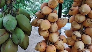 Yellow coconuts one of the rare fruit