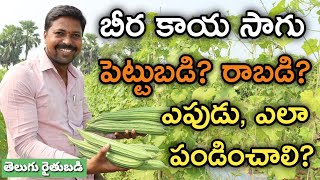 బీర కాయ సాగుతో లాభం ఎంత? | Ridge Gourd Cultivation, Investment & Profits | తెలుగు రైతు బడి