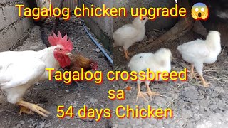 Native Chicken Upgrade Using Broiler chicken 45 Days