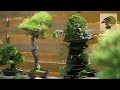 BONSAI MASTER MASASHI HIRAO / HISTORY 2003-2016