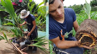 plantando mudas de coco no sítio