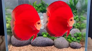 Amazing Discus Fish varieties \u0026 Gorgeous Discus video - Breeds \u0026 Farm Footage Compilation