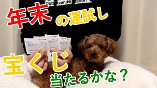 【宝くじ】犬が選んだ数字で年末の運試し！幸運のトイプードルになるか！？