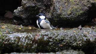 山中湖 大洞の泉のシジュウカラの水浴び　その２３（4K60P動画）