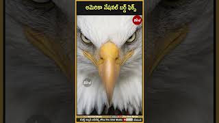 అమెరికా నేషనల్ బర్డ్ ఫిక్స్ | Bald Eagle Becomes US National Bird | Bird media