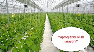 (Agro olam) yaproqlarini olish jarayoni