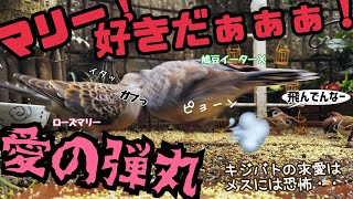 今日の小庭総集編(鳩数６羽)240324