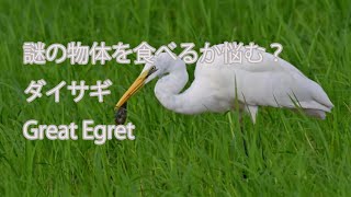 【謎の物体を食べるか悩む？】ダイサギ Great Egret