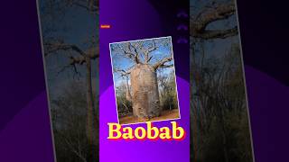 Baobab: सबसे मोटा तना वाला पेड़