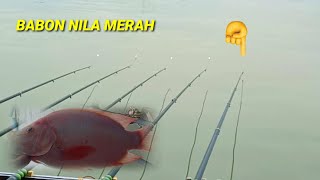 Mancing Nila Babon Merah🔴Spot Lapak Kantor TPI 2