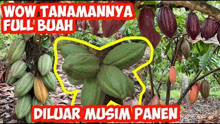 Kebun Kakao Berbuah Banyak | Semua Tanaman dipenuhi Buah | Kebun Kakao Terbaik | Buah kakao Sehat