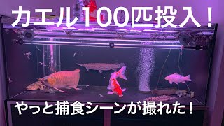 ツメガエルを捕食！アロワナ水槽に100匹のツメガエルを投入！熱帯魚 アクアリウム Arowana is prey on frogs.