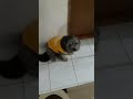 ببینید چیکولی راه میره همش خوابه ازش فیلم گرفتم گفتم بچمون داره راه میره فیلم بذارم 🐶😂 u0026