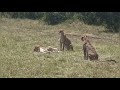 Amazing sighting,Cheetah mating Masai mara