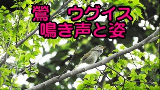 鶯　（ウグイス）鳴いている姿を見せてくれました