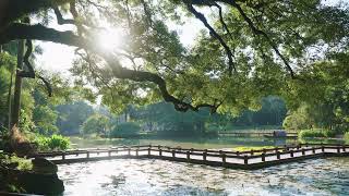 4k治愈系风景/当阳光遇见了神奇的大树/sunlight and trees