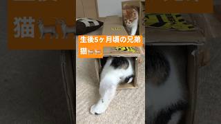 生後5ヶ月頃のニャンズ#shorts #cat #猫 #cats #catlover