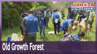 Volunteers plant saplings to bring back old growth forest on the Dadu Plateau