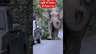 พี่ทองคำ อยู่ดีๆก็โผล่มา #คนหลงป่า #ช้างป่าเขาใหญ่ #wildelephants #ดงพญาเย็น #มรดกโลก #ช้างป่า