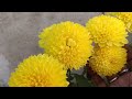 chrysanthemum 10 varieties with care tips