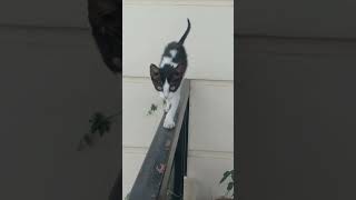 #catwalk#over iron balcony railing#First floor at home#confident#cat lovers#animals#natural