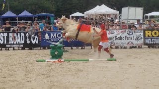 Aston The Showjumping Bull Amazes Audiences