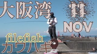 【大阪湾】沖堤防11月 shorejiging カワハギ