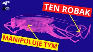 Czemu pasikonik topi się w wodzie? Przyczyna leży w jego brzuchu