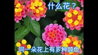 五色梅 Lantana【莎拉养花】