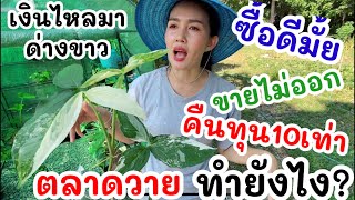 ตกจริงมั้ย? อัปเดตเงินไหลมาด่างขาว ล่าสุด ปลูกยังไงคืนทุน10เท่า กระแสตกตลาดวาย ต้องทำยังไง?