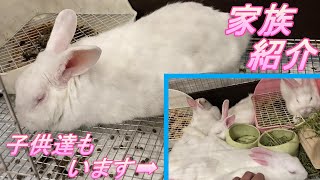 【白うさぎ】ぽっくんが飼っているめっちゃくちゃに可愛いうさぎさん達の紹介#1