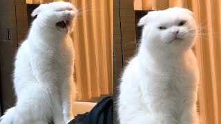 Try Not To Laugh 🤣 New Funny Cats  😹 - MeowFunny Part 23
