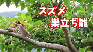 【観察団！】巣から落ちたヒナ？庭で鳴き続けるスズメの行方は？～巣立ち雛～