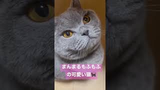 まんまるもふもふの可愛い猫 #cutecat #かわいい #britishshorthair #cat #ブリティッシュショートヘア #猫 #ねこ #kitten #子猫