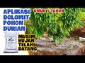 FUNGSI KAPUR DOLOMIT UNTUK POHON DURIAN DI MUSIM HUJAN