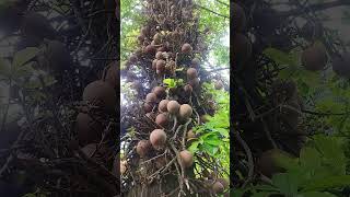 Cannonball fruit on the cannonball tree with flower#Shorea robusta Dipterocarpaceae#Sal Tree#shorts