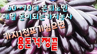 60대~70대  은퇴노인 매일돈이되는부업(가지농사)