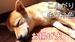 【きつねうどん】こんがりキツネ色に染まる柴犬！【お揚げさん】【豆柴成犬】