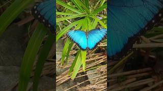 MARIOOSA MORPHO AZUL / MARIPOSA BUHO / SALTAMONTES EN EL AVILA #naturaleza #insectos #mariposas