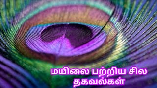 Beautiful peocock அழகிய மயில் பற்றிய தகவல்கள் தமிழ்