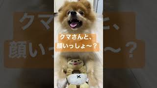 ポメラニアン、クマの顔真似する | #shorts #ポメラニアン #pomeranian