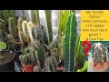 My 'Cuddly Cactus' Cereus jamacaru 1 Yr Update How much has it grown ? & Care Tips #cacti #cactus