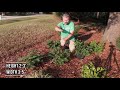 🏡prostrate japanese plum yew perfect groundcover