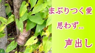 愛まみれで重なり合う椎茸が山奥の林で顔出し