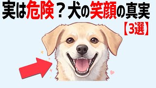 実は危険！？犬の笑顔に隠された3つの真実