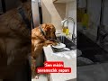 Öyle bir ceza yedi ki 🤣 shortsvideo köpek poodle dog shortvideo short shorts cutedog cute