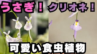 [ウサギ？クリオネ？]かわいい花をつける食虫植物ミミカキグサのご紹介　観葉植物　テラリウム　アクアリウム