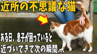 【猫の不思議な話】近所に住み着いている猫は人が落ち込んでいると近くに寄って来る不思議な猫さん。ある日、息子が落ち込んでいると近づいてきて…。【朗読】【猫】【感動】