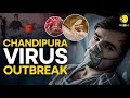 What is Chandipura Virus? Here's everything you need to know about it | WION Originals